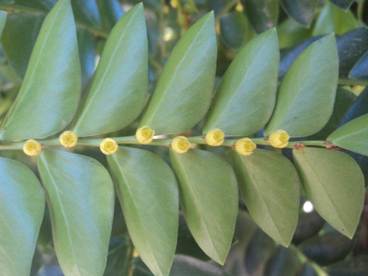 Phyllanthus buxifolius (Blume) Müll.Arg.